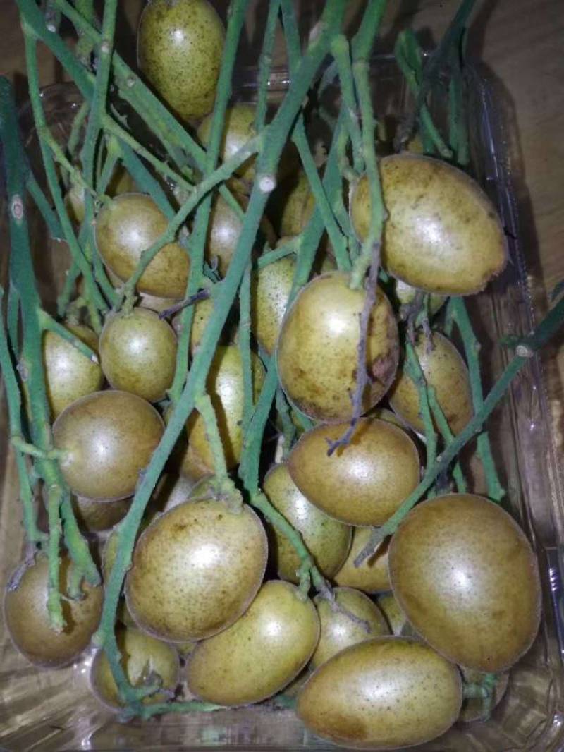 黄皮鸡心黄皮茂名产区现摘现发全国对接