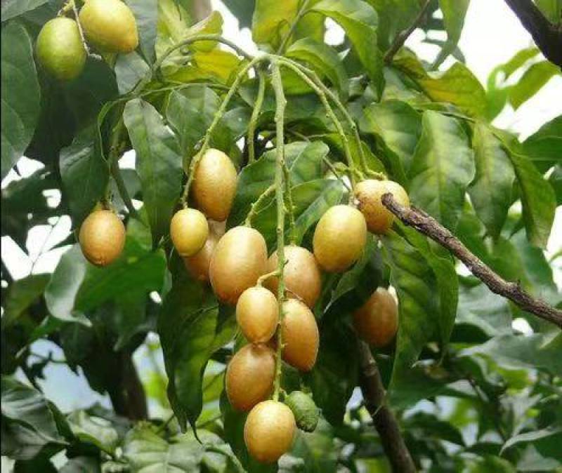 黄皮鸡心黄皮茂名产区现摘现发全国对接