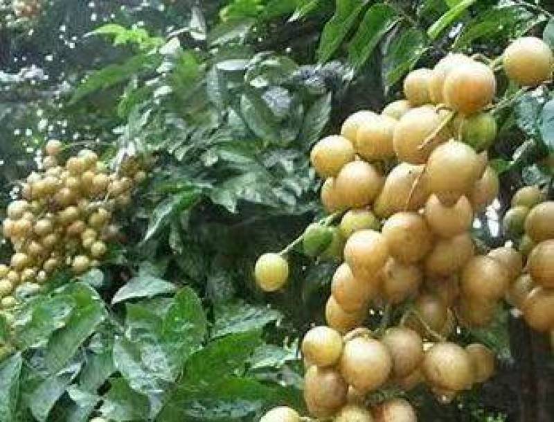 黄皮鸡心黄皮茂名产区现摘现发全国对接
