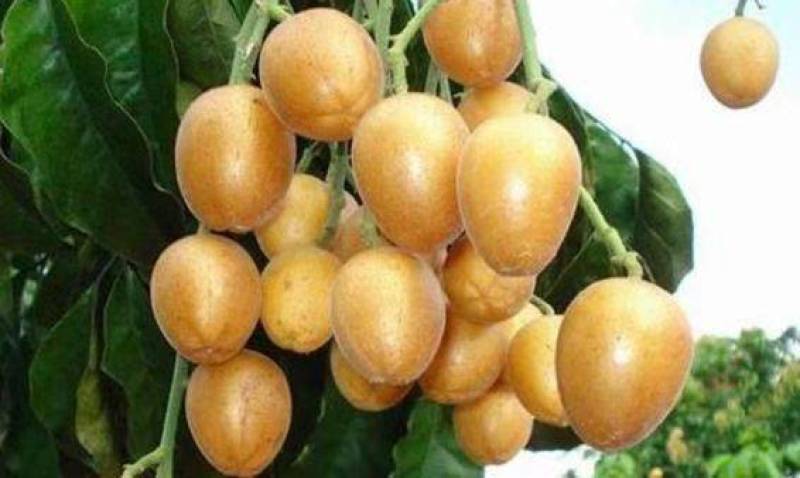 黄皮鸡心黄皮茂名产区现摘现发全国对接