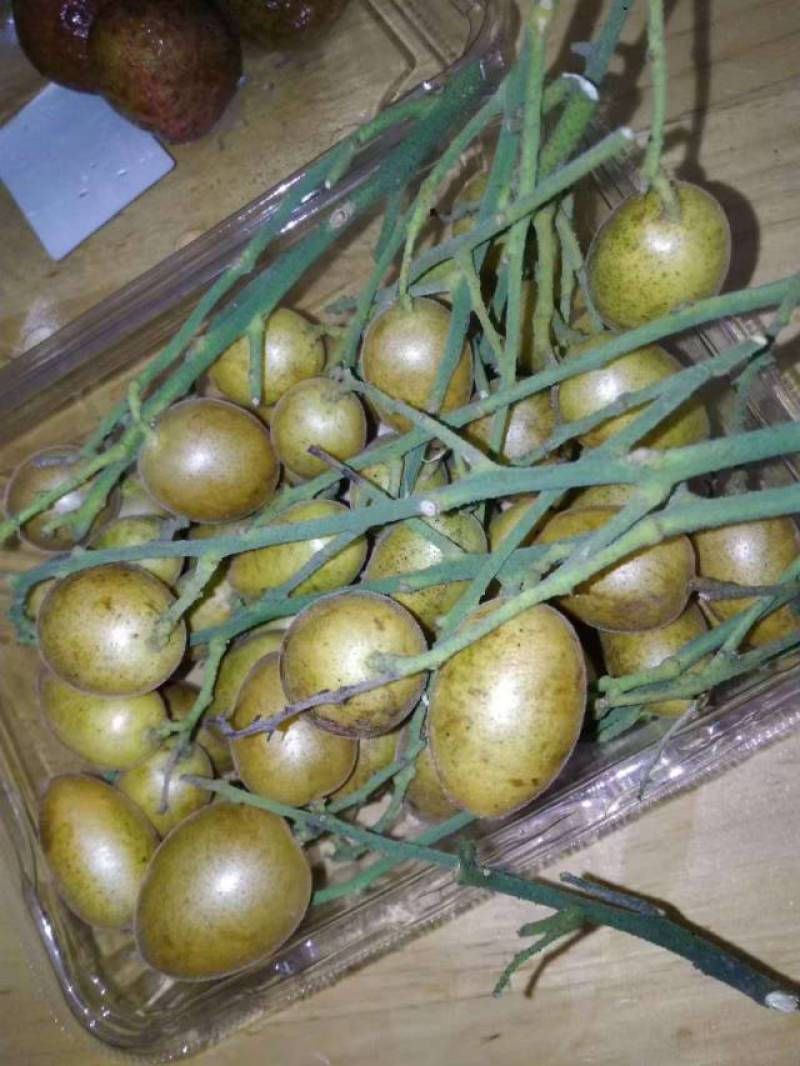 黄皮鸡心黄皮茂名产区现摘现发全国对接