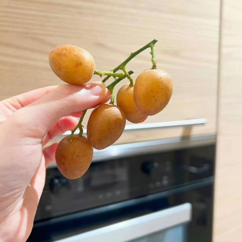 黄皮鸡心黄皮茂名产区现摘现发全国对接