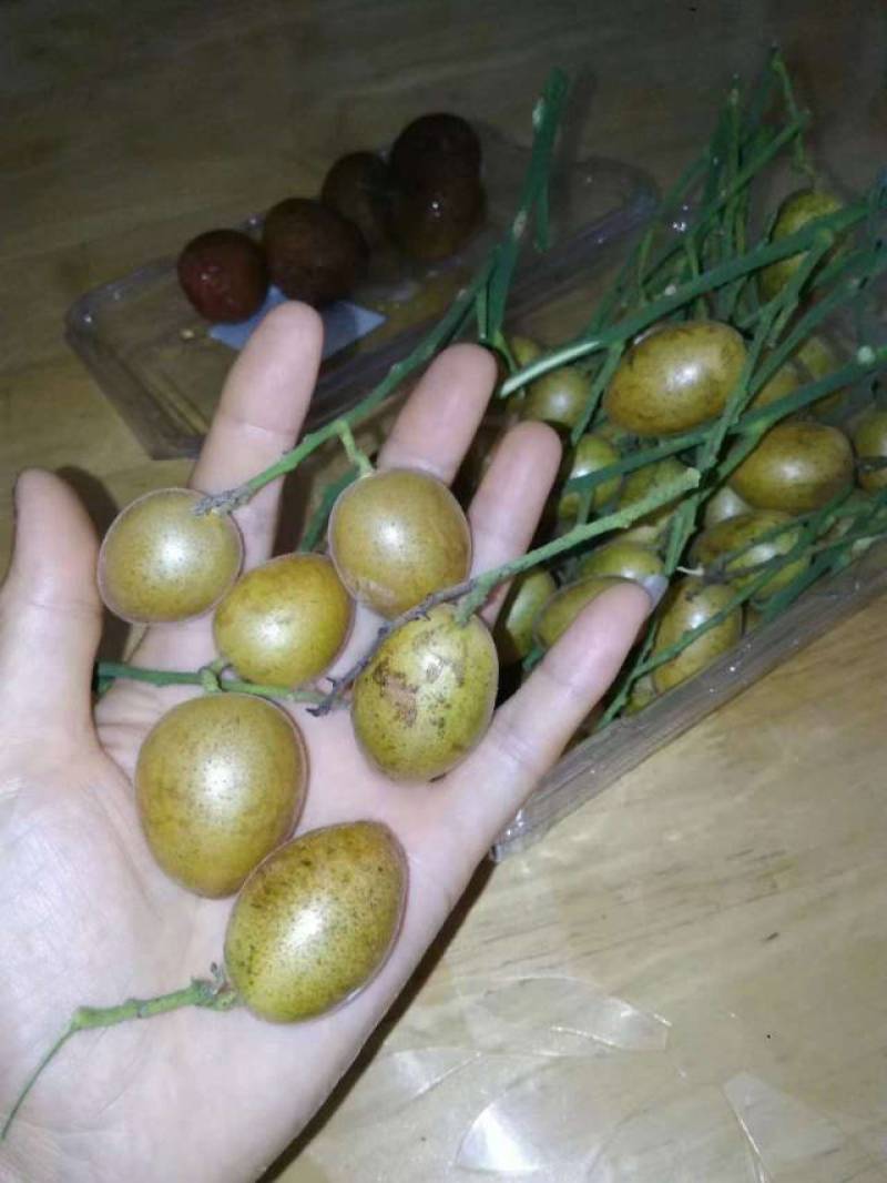 黄皮鸡心黄皮茂名产区现摘现发全国对接