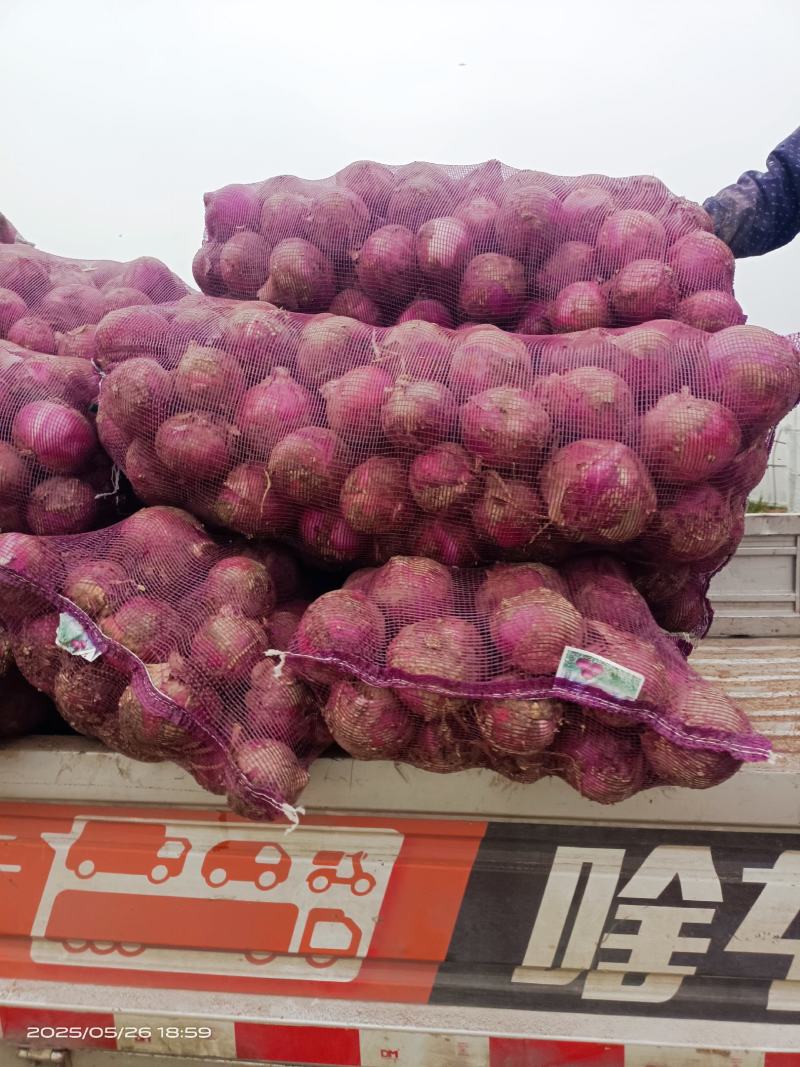 红皮洋蔥量大质优价格优惠一手货源支持视频看货采购