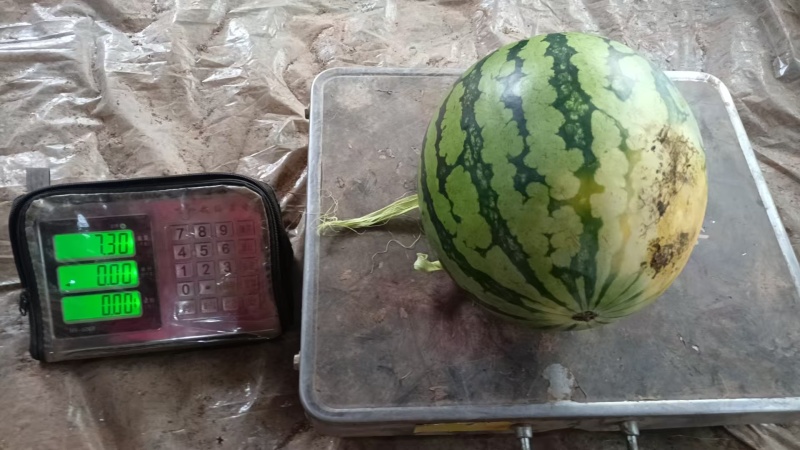美都大量上市，欢迎新老客户来电