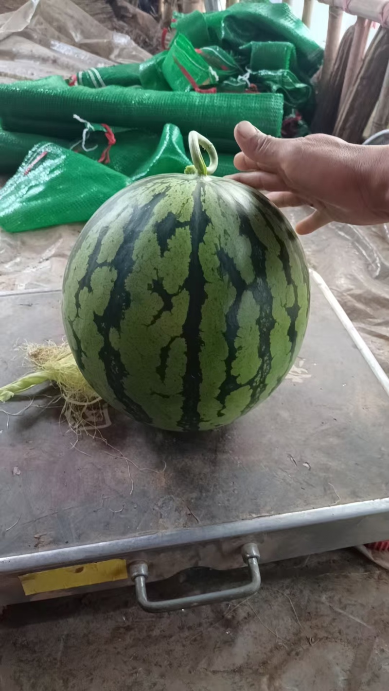 美都大量上市，欢迎新老客户来电