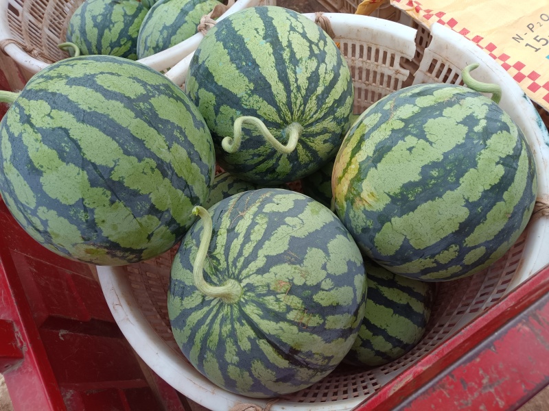 美都大量上市，欢迎新老客户来电