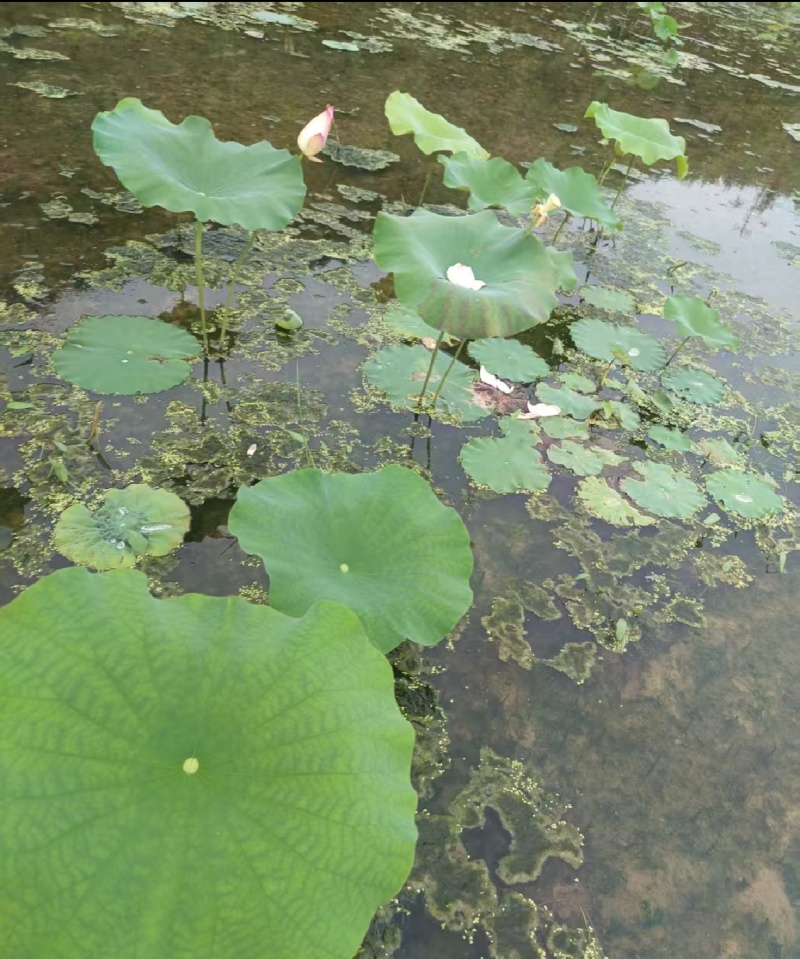 湖南永州荷花，现摘现发