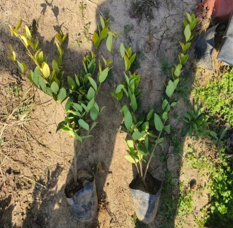 基地大量出售高30-70厘米金森女贞苗