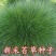 苔草种子青绿薹草种子莎草科多年生长寿草坪叶量大崂峪苔草种