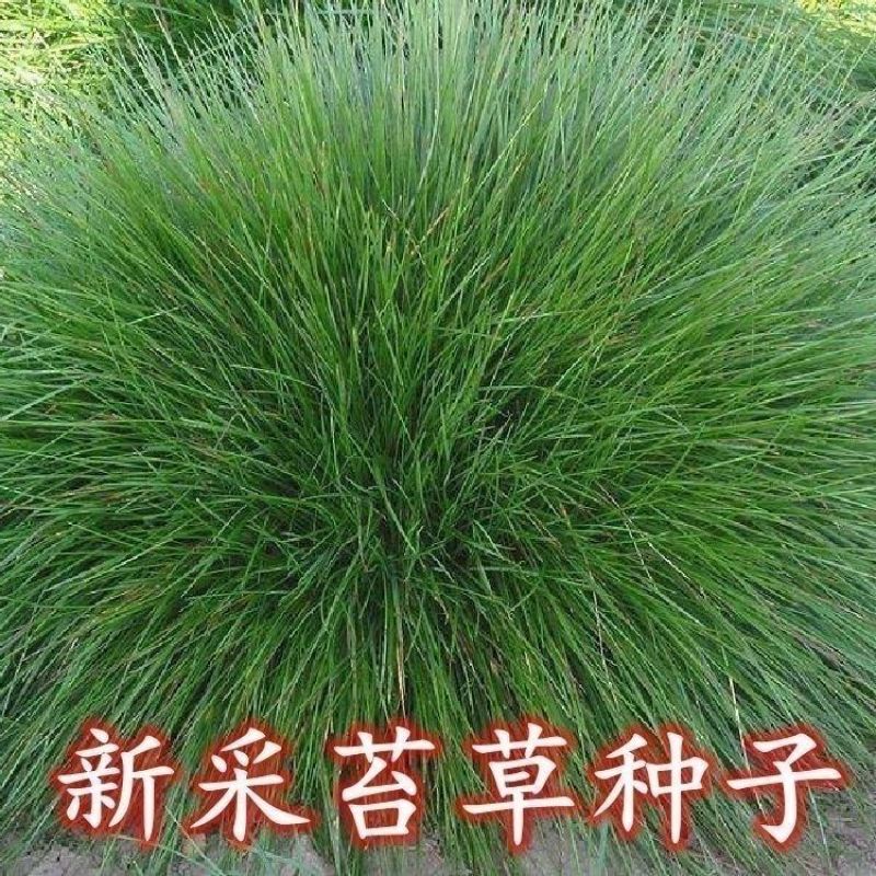 苔草种子青绿薹草种子莎草科多年生长寿草坪叶量大崂峪苔草种