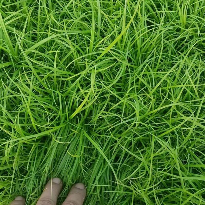 苔草种子青绿薹草种子莎草科多年生长寿草坪叶量大崂峪苔草种