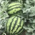 【新疆吐鲁番甜王】基地直供质量保证一手货源量大从优
