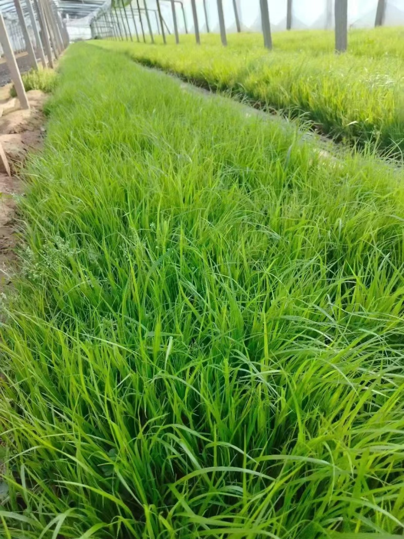 苔草种子青绿薹草种子莎草科多年生长寿草坪叶量大崂峪苔草种