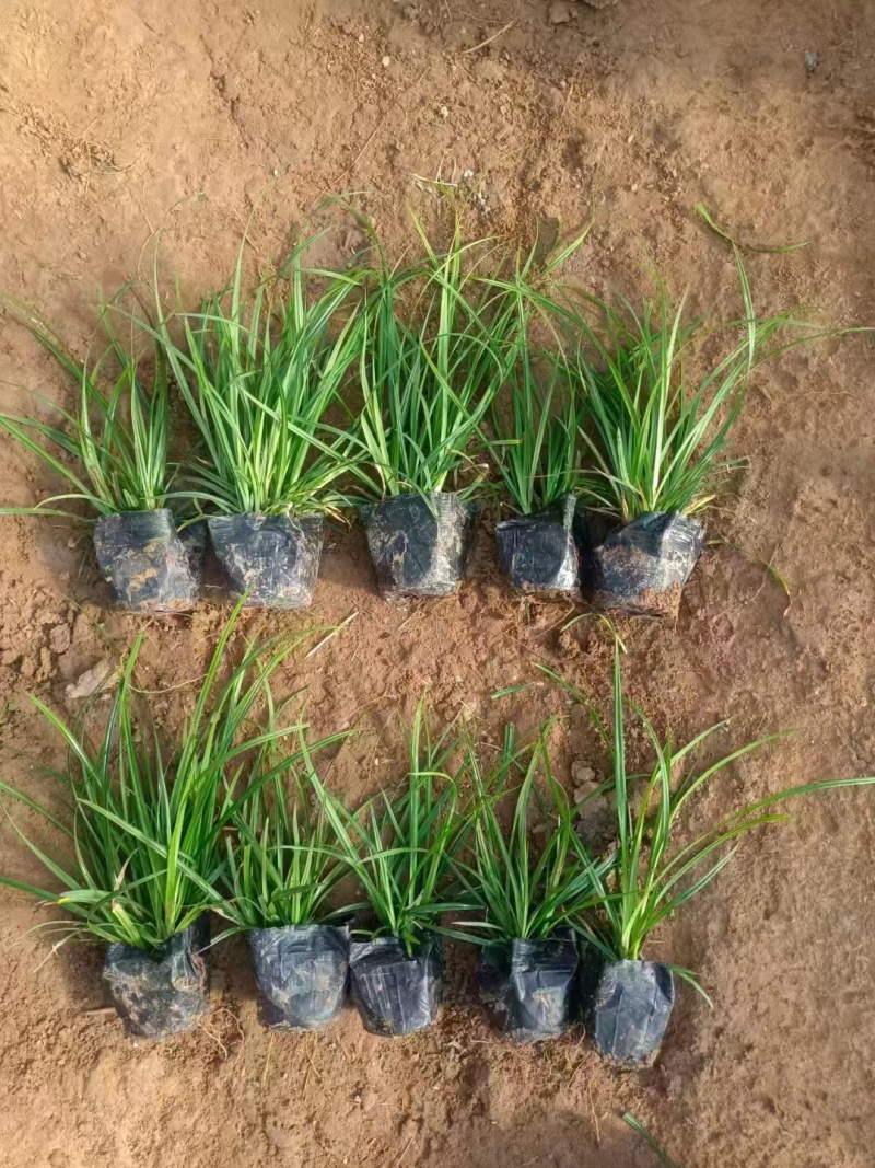 苔草种子青绿薹草种子莎草科多年生长寿草坪叶量大崂峪苔草种