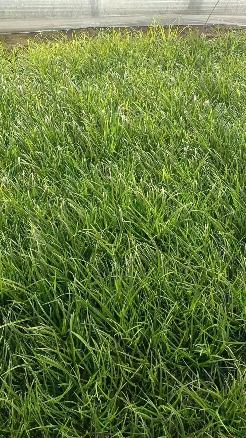 苔草种子青绿薹草种子莎草科多年生长寿草坪叶量大崂峪苔草种