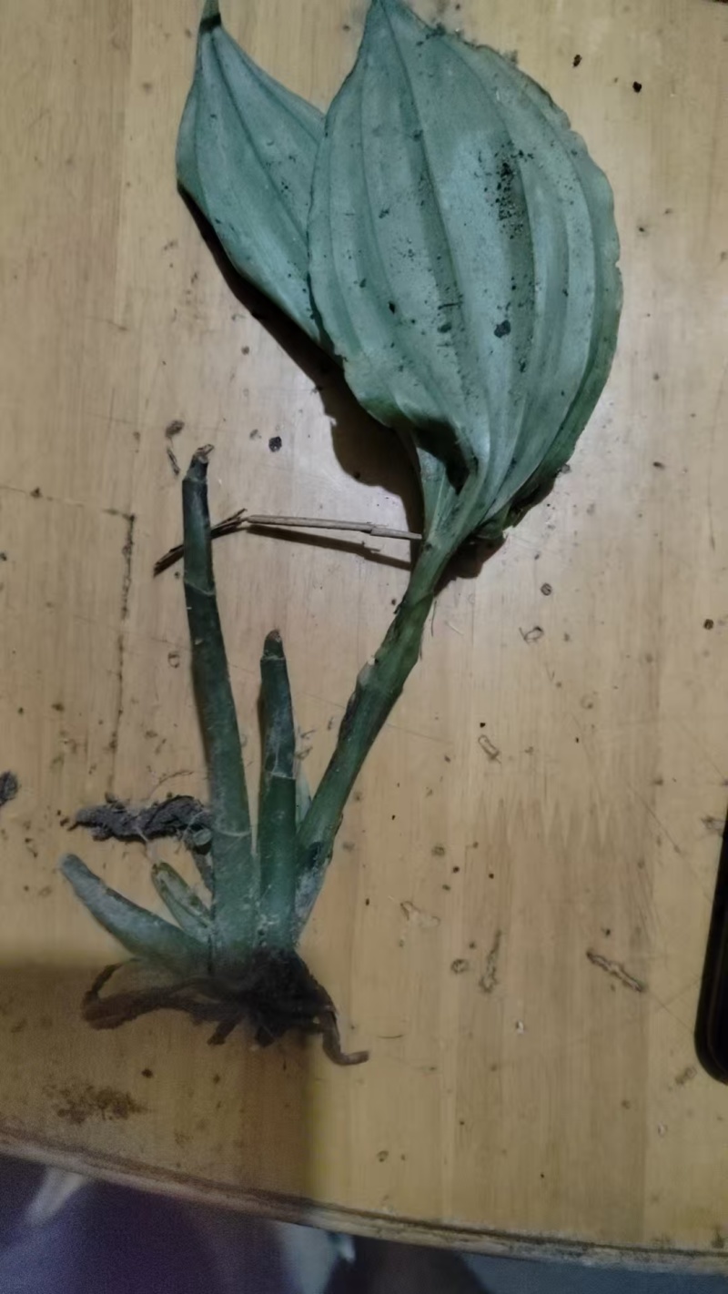 见血清