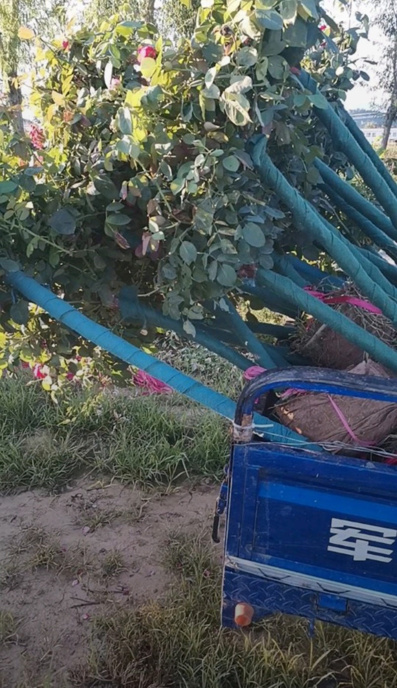 基地大量出售直径1-8公分独杆月季