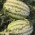 新疆西瓜吐鲁番金城5号西瓜温差大甜度高大产区车好找运费低