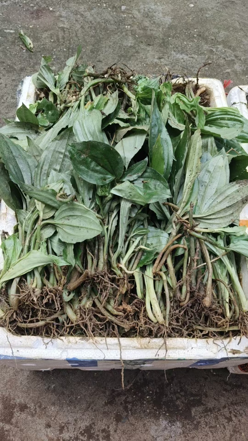 见血清