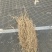 徐长卿各种规格山东千亩药材基地源头厂家价格实惠