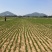 徐长卿各种规格山东千亩药材基地源头厂家价格实惠