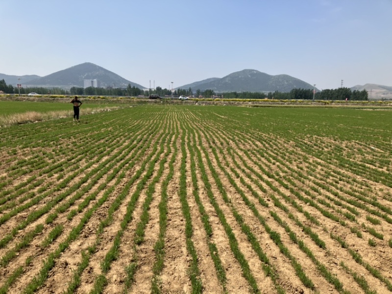 徐长卿各种规格山东千亩药材基地源头厂家价格实惠