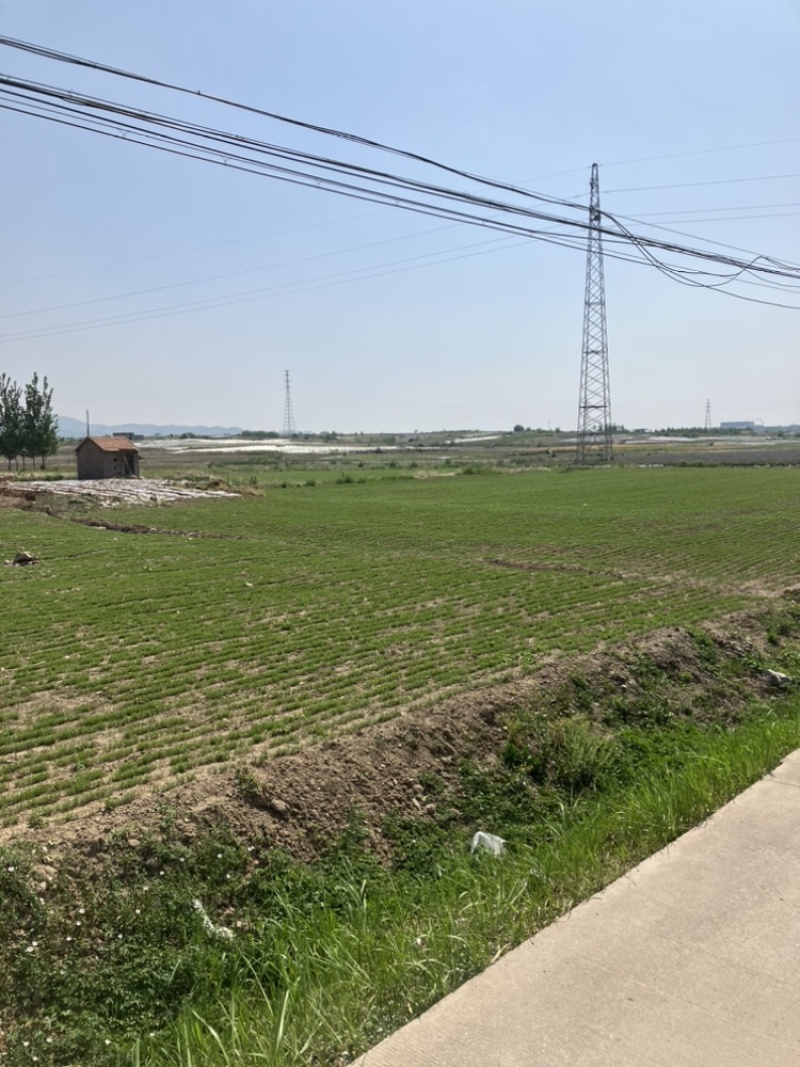 徐长卿各种规格山东千亩药材基地源头厂家价格实惠