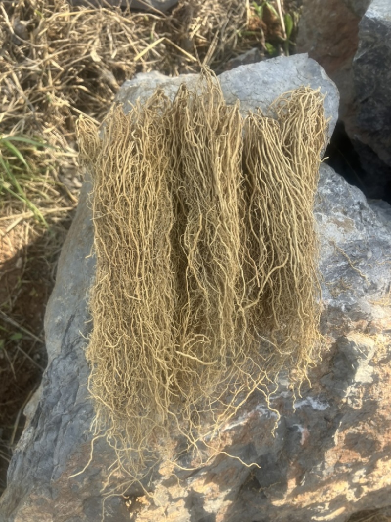 徐长卿各种规格山东千亩药材基地源头厂家价格实惠