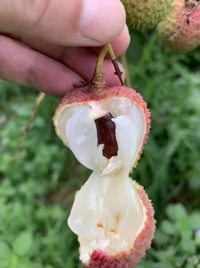 电白荔枝妃子笑