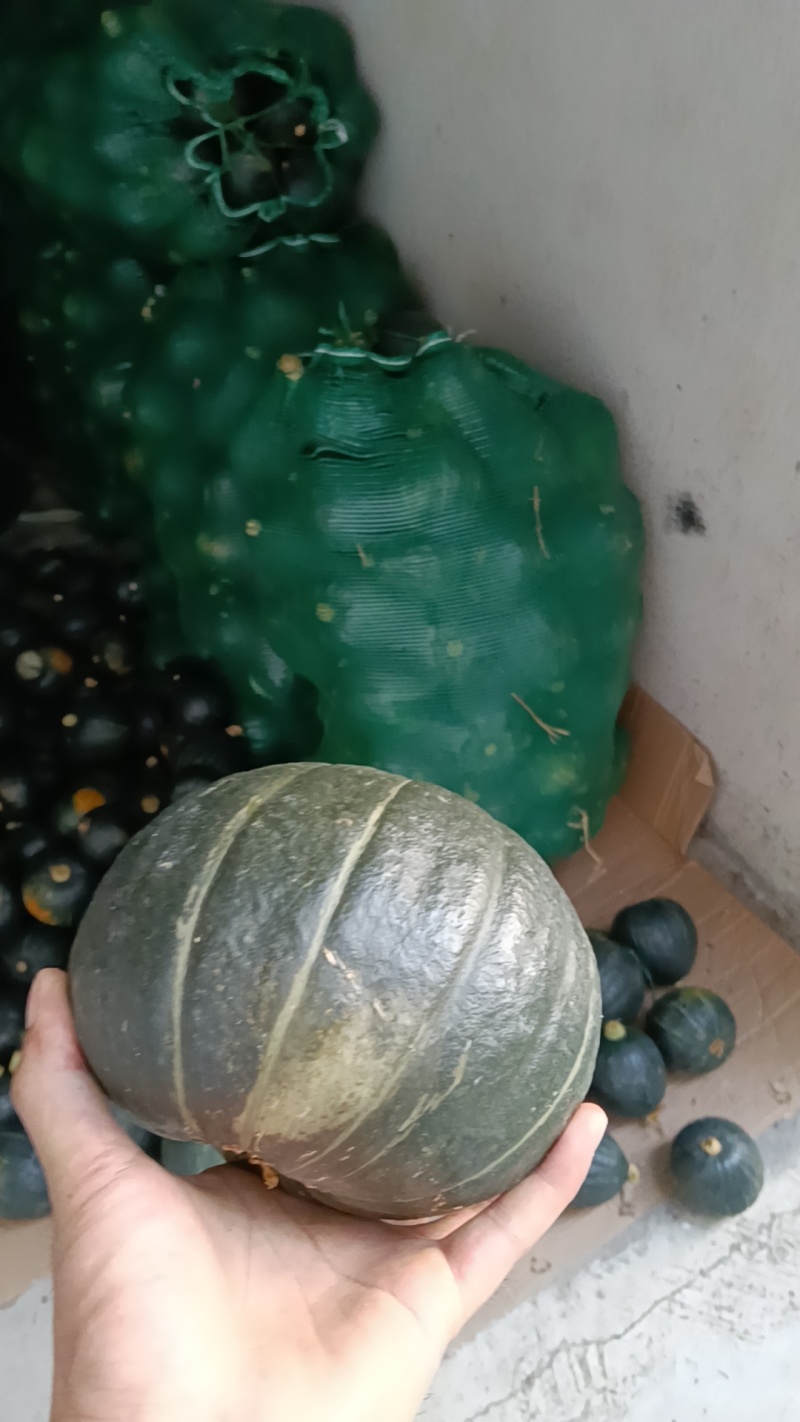 正品贝贝南瓜