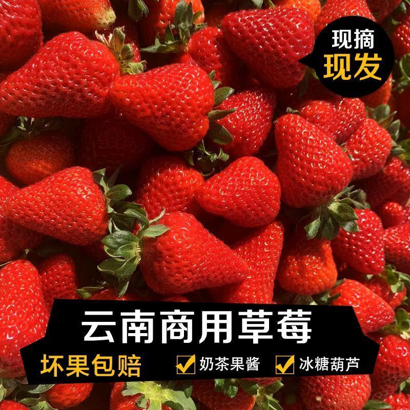 云南四季商用草莓，糖葫芦，蛋糕烘焙奶茶果酱专用批发