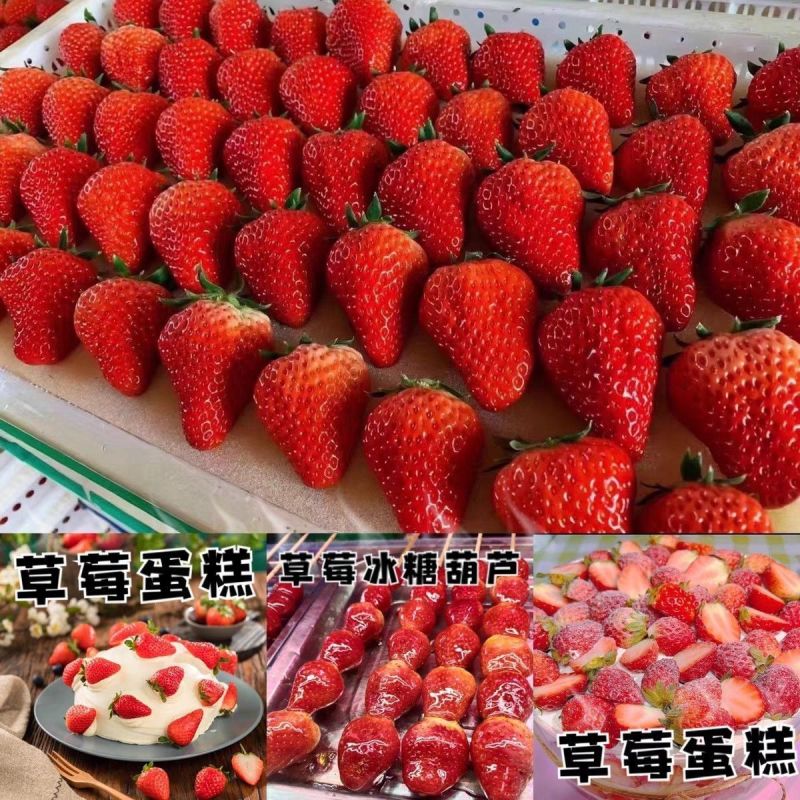 云南四季商用草莓，糖葫芦，蛋糕烘焙奶茶果酱专用批发