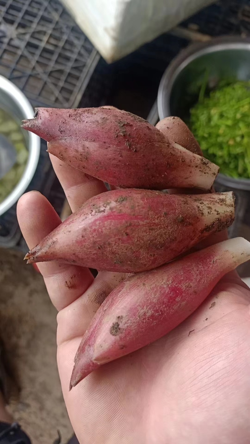 云南早熟红洋荷阳荷嫩芽（基地种植，基地直发，50斤起批）