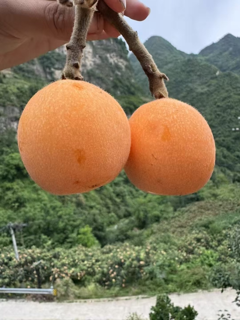 云南省昭通市永善县大五星枇杷。