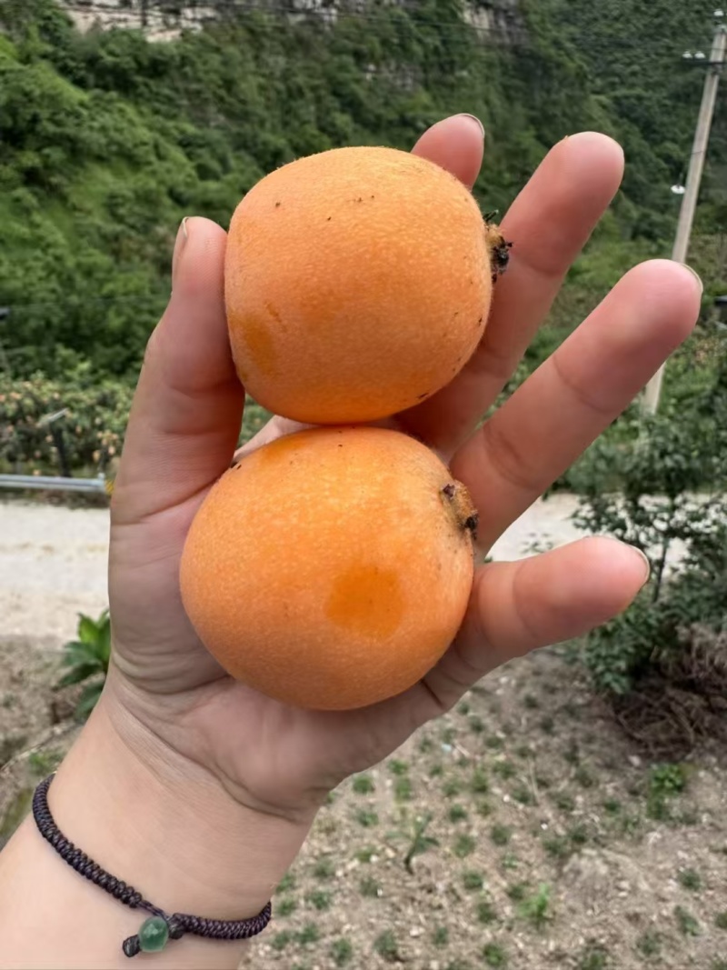 云南省昭通市永善县大五星枇杷。