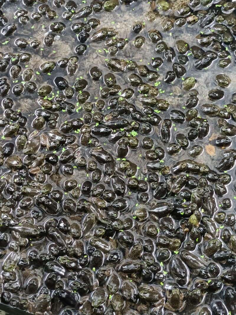 自家养殖的头水精品小四脚牛蛙苗，成活率高