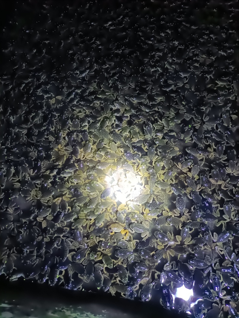 自家养殖的头水精品小四脚牛蛙苗，成活率高
