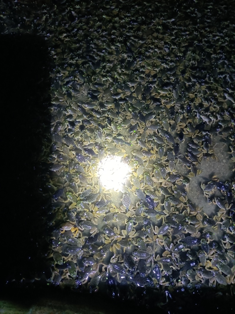 自家养殖的头水精品小四脚牛蛙苗，成活率高