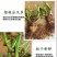 【新品ZY】蓝色妖姬苗圃直发盆栽地栽先拍先发浓香大花
