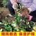 【新品ZY】蓝色妖姬苗圃直发盆栽地栽先拍先发浓香大花