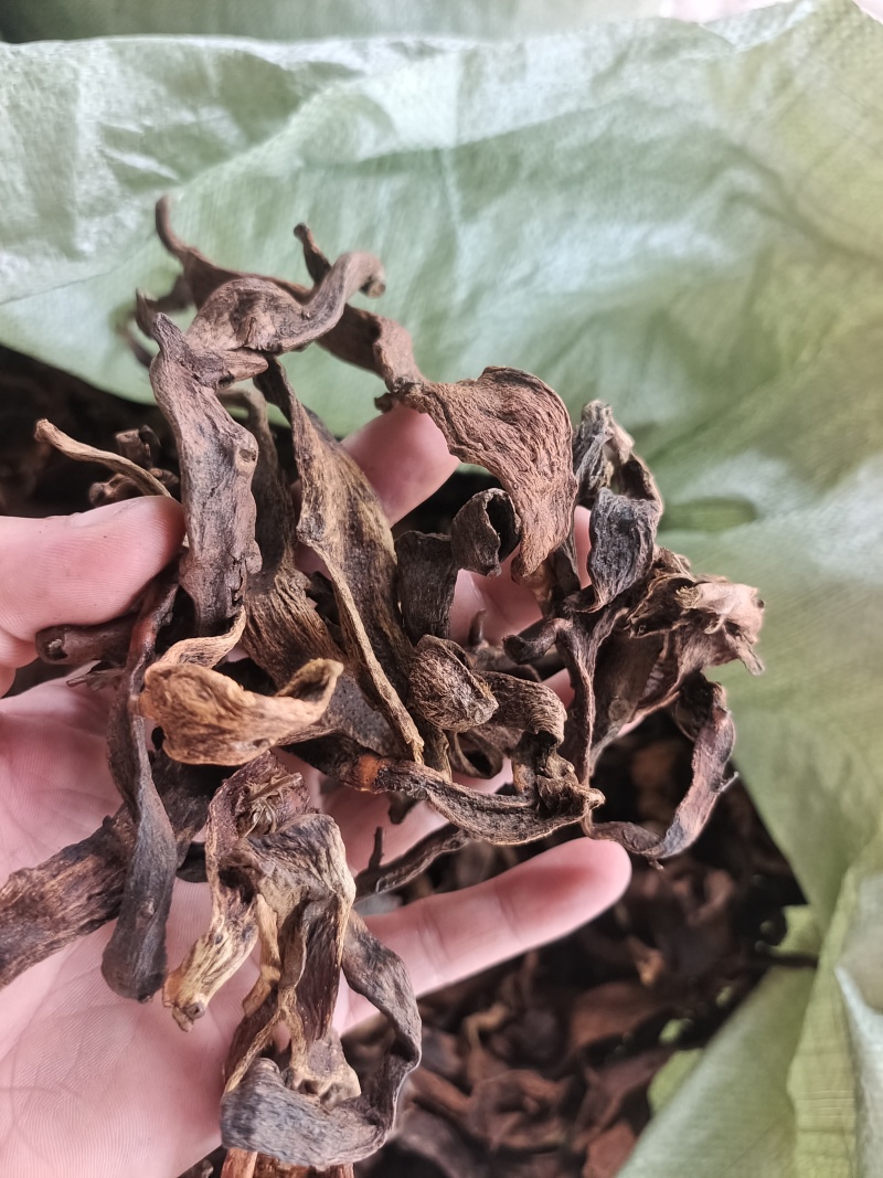 广西大叶骨碎补中药材干货去毛泡酒猴毛姜巴爬岩姜接骨碎