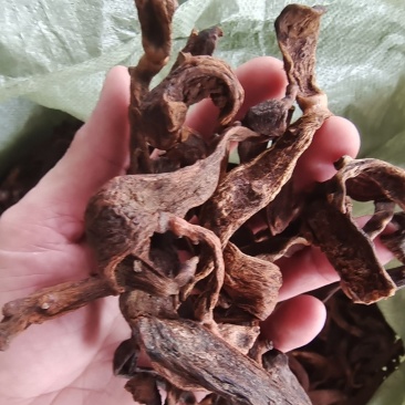 广西大叶骨碎补中药材干货去毛泡酒猴毛姜巴爬岩姜接骨碎