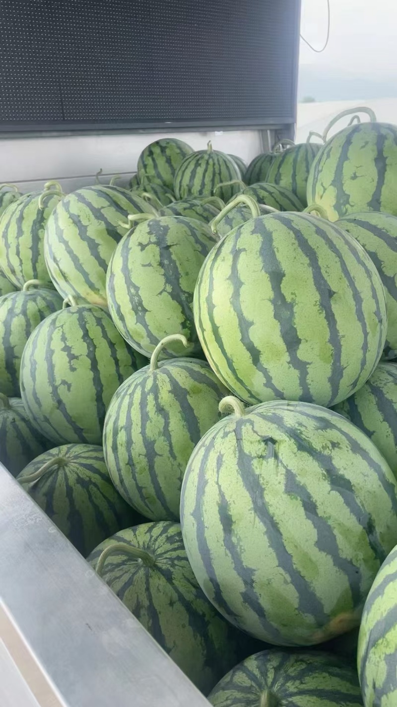 大棚8424冰糖瓜，乐都，美都，口口脆，大量上市
