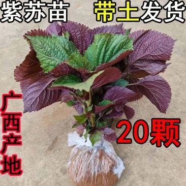 农家紫苏苗带土现摘现发紫苏幼苗可阳台盆栽可食用野生鲜活