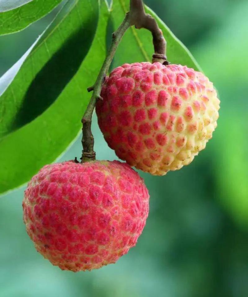 东莞荔枝