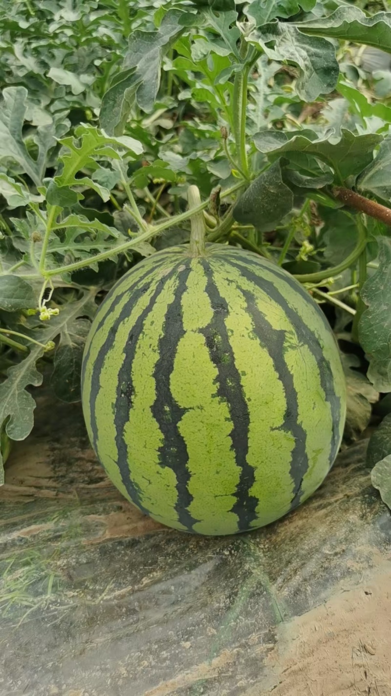 大棚西瓜，露天西瓜。大量上市，品种，乐都。美都。口口脆，