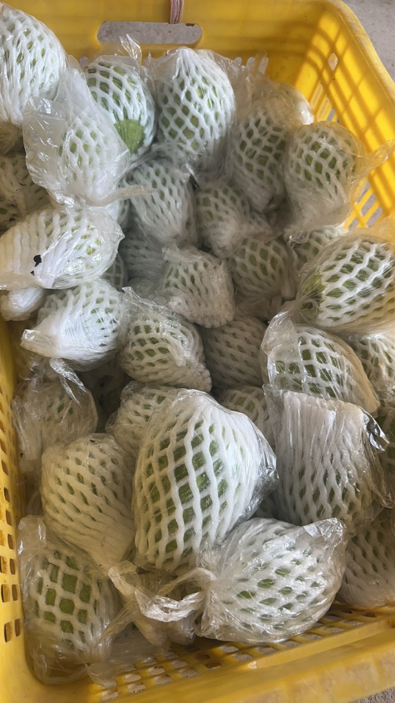 西瓜红芭乐对接商超市场电商团购