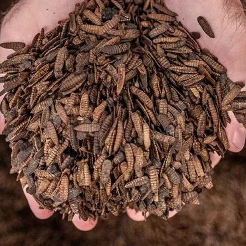 黑水虻虫干
