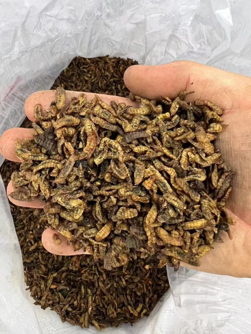 黑水虻虫干